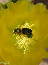 Close-up of insect on yellow flower