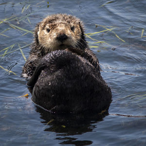 Portrait of duck swimming in lake