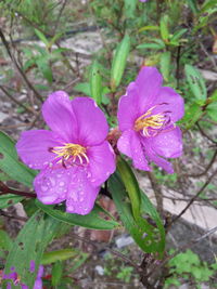 Close-up of purple flower