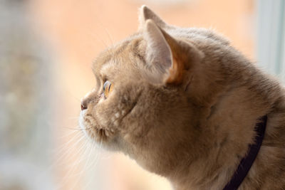 Beautiful brown cat sitting on the windowsill and looking out of a window 