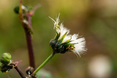Close-up of insect on white flower