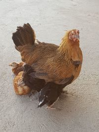 High angle view of a bird on land