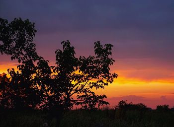 Silhouette of trees at sunset