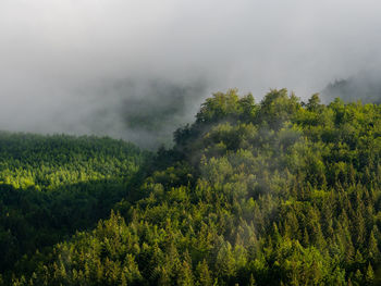 Scenic view of forest against sky