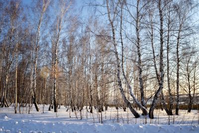 Bare trees on snow covered land