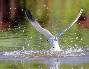 View of bird flying over lake