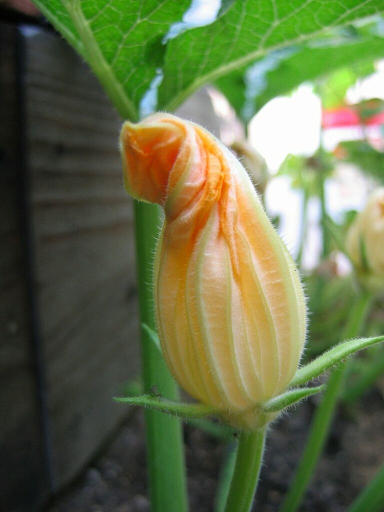 Pumpkin blossom