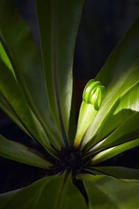 Close-up of green plant