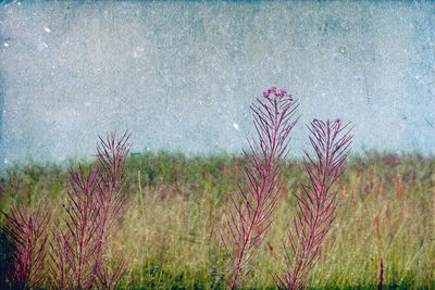 Pink flowers blooming on field