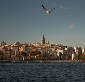 Seagull flying over sea against clear sky