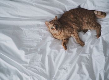 High angle portrait of cat lying on bed