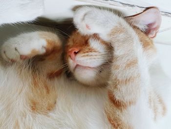 Close-up of cat sleeping