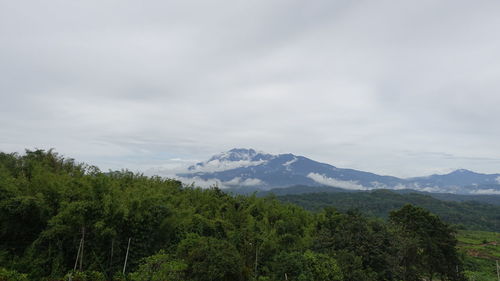 Scenic view of forest and mountains against sky