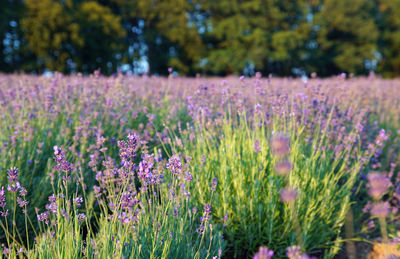 Purple flowering plants on field