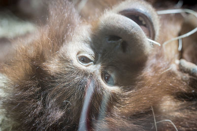 Close-up of chimpanzees at budapest zoo and botanical garden