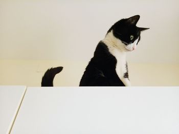 Close-up of black cat sitting on floor