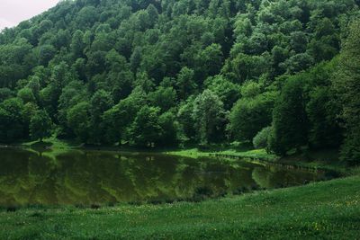 Trees on grassy field