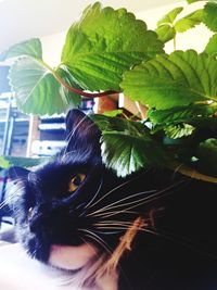 Close-up portrait of a cat