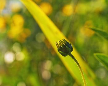 Close-up of green leaf