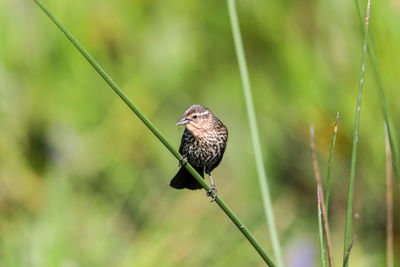 Brown female red-wing blackbird agelaius phoeniceus perches on the tall reeds and grass in a pond 