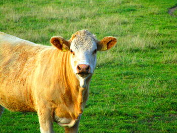 Portrait of a horse on field