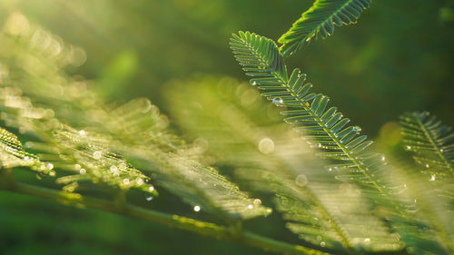 Close-up of fern leaves