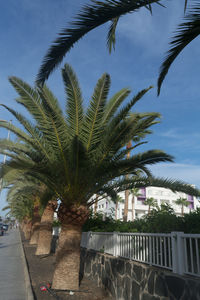 Palm trees by swimming pool against sky