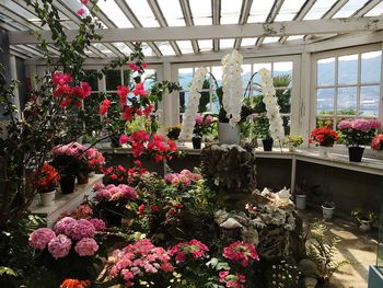 View of potted plants in greenhouse