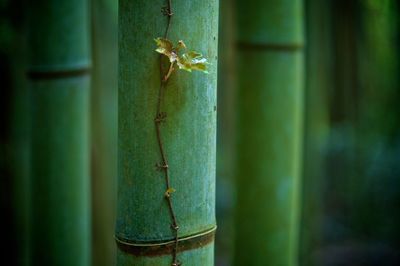 Close-up of plant against blurred background