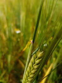 Close-up of damselfly on plant