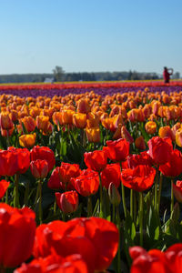 Close-up of red tulips on field against sky