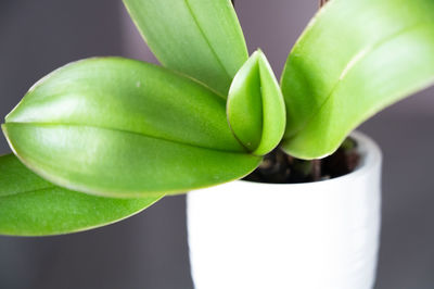 Close-up of potted plant