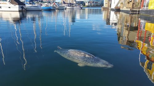 Seal swimming in sea