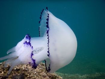 Close-up of jellyfish swimming in sea