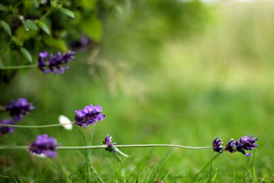 Close-up of purple flowering plant on field