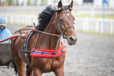 Horse in ranch