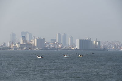 Seagulls flying over sea in city