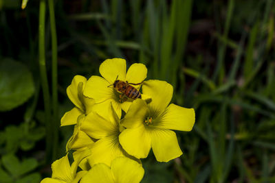 Close-up of insect on yellow flower