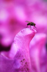 Close-up of insect on pink flower