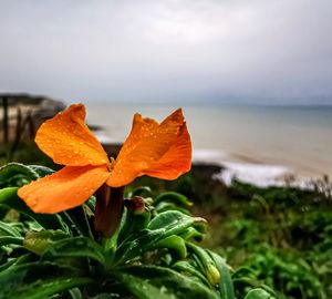 Close-up of orange flower on water against sky