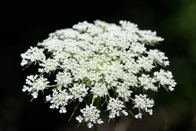 Close-up of flowers against black background