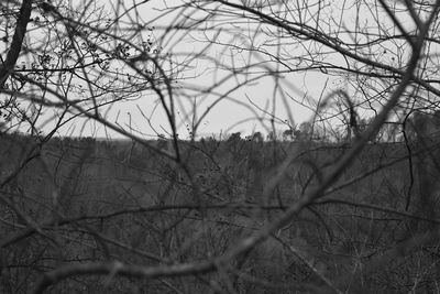 Bare trees against sky