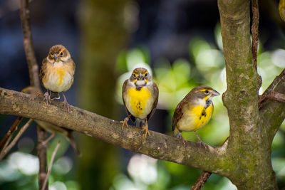 Close-up of bird perching on branch