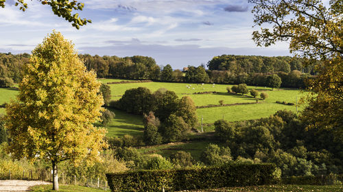 Scenic view of landscape against sky