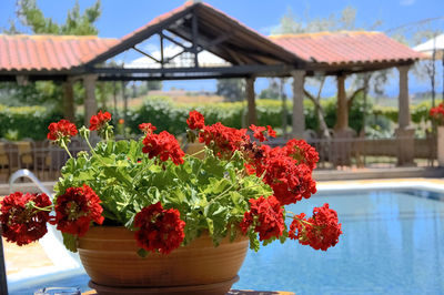 Close-up of potted plants against building