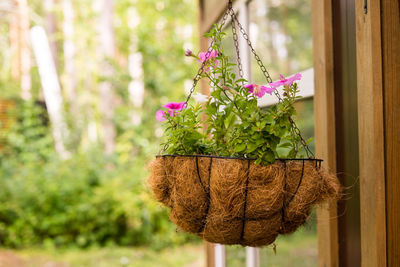 Outdoor patio courtyard with plant decoration in flower pot