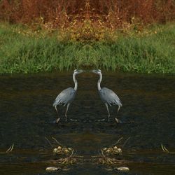 Bird perching on lake