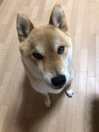 Close-up portrait of a dog