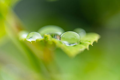 Close-up of water drops on leaf