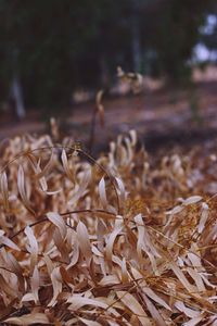 Close up of leaves